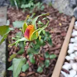 Lucy's Rosegarden