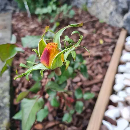 Lucy's Rosegarden
