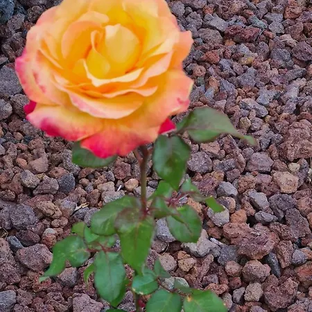 Lucy's Rosegarden Holiday home Urzelina