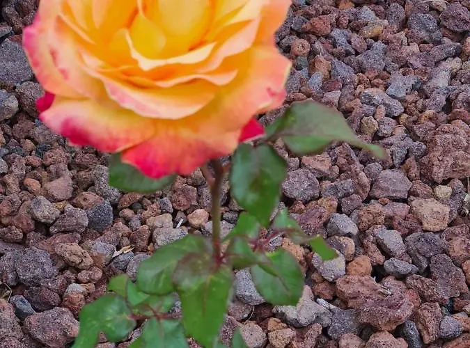 Lucy's Rosegarden Holiday home Urzelina